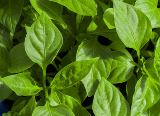 Spring flowers. Toned