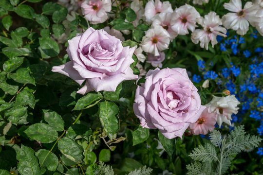 Spring flowers - 春の花々５ Light purple rose
