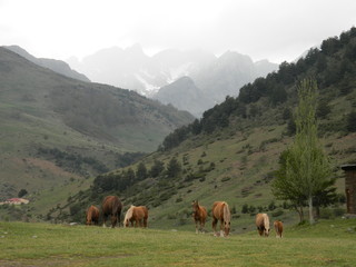 Pirineo