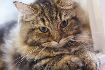 Close-up cute fluffy face of brown Persian Cat.