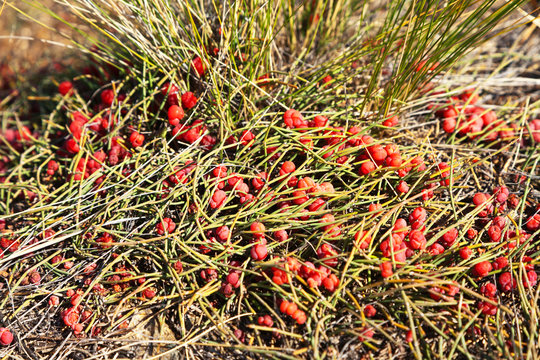 Red cones of Ephedra used as a medicinal plant in folk medicine
