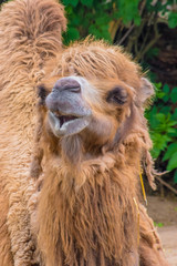 Camel dromedary fluffy brown fur eating hay