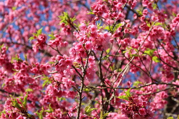 Cherry blossom