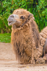 Camel dromedary two humps brown fluffy brown fur eating