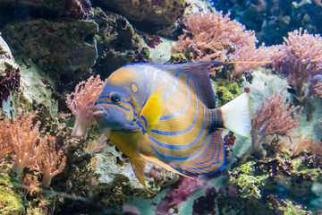 Fototapeta na wymiar Colorful tropical jungle fish with yellow and blue stripes