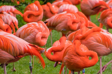 Flamingo phoenicopter red feathers sleeping while standing