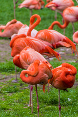 Fototapeta premium Flamingo phoenicopter red feathers sleeping at pont