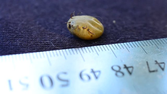 Engorged hard tick full with blood lies on its back upside down on purple textile cloth and moves its paws beside a ruler for comparison