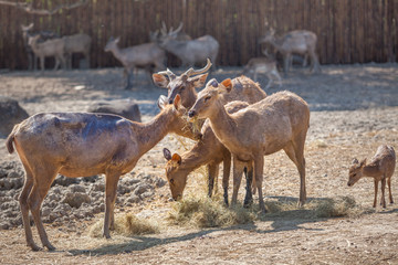 Herd of deer eating grass at zoo