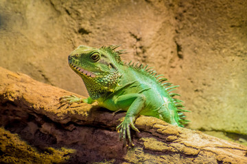 Green lizard with spikes chameleon lying in the sun