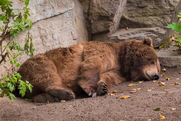 Fotobehang Beer Sleeping grizzly bear brown fur tired fluffy  © MXW Photo