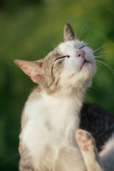 Scratching cat
