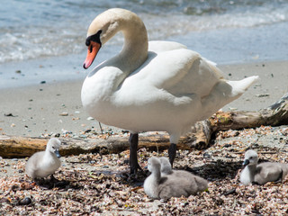 Swan Family at Lake Constance