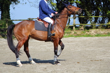 Cheval lors d'un concours hippique