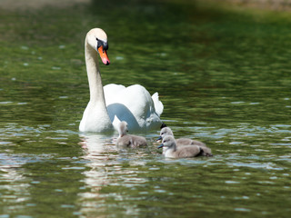 Swan Family at Lake Constance