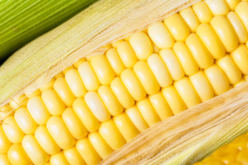 Corn ready for testing in laboratory, gmo food concept