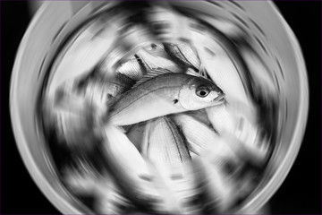 Black and white fish fresh recently caught in a bucket with a radial blur
