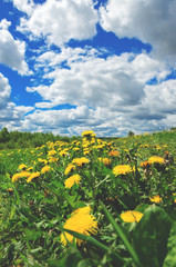 Yellow dandelions