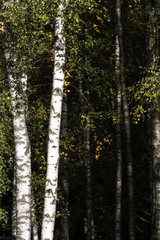 Tall white birch trees.