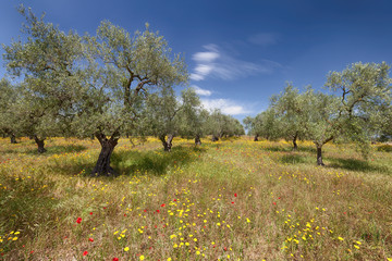 Olive trees garden and colorful spring meadow in area of Bari, Puglia, Italy
