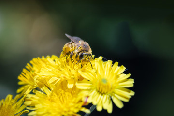 Bee