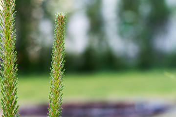 Young shoots of pine
