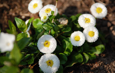 Blumen