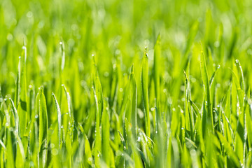 Sparkling fresh green gras - close up 