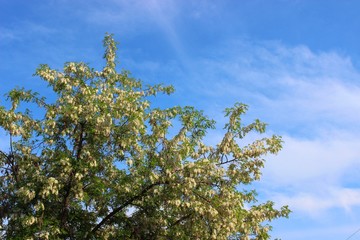 Blooming tree and strange sky