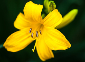 Closeup of the blooming yellow lily flower