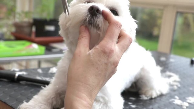Footage showing cutting hair of adorable white dog. All potential trademarks are removed.