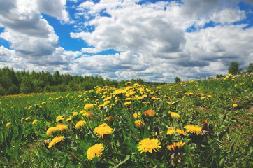 Landscape with yellow dandelions