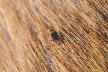 Forest mite in canine hair