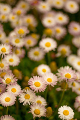 Many daisies close-up in blur