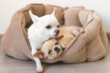 Two lovely, cute and beautiful domestic breed mammal chihuahua puppies friends lying, relaxing in dog bed. Pets resting, sleeping together. Pathetic and emotional portrait. Father hugs liitle daughter