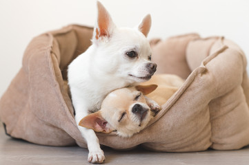 Two lovely, cute and beautiful domestic breed mammal chihuahua puppies friends lying, relaxing in dog bed. Pets resting, sleeping together. Pathetic and emotional portrait. Father hugs liitle daughter