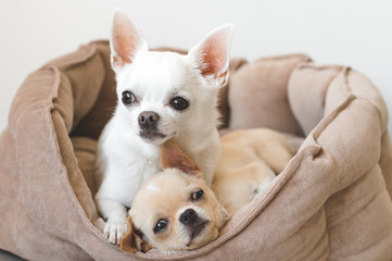 Two lovely, cute and beautiful domestic breed mammal chihuahua puppies friends lying, relaxing in dog bed. Pets resting, sleeping together. Pathetic and emotional portrait. Father hugs liitle daughter