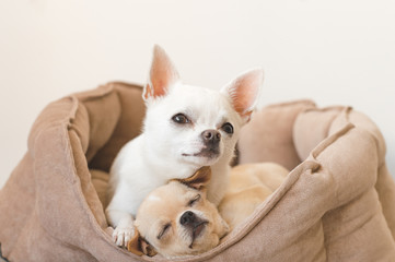 Two lovely, cute and beautiful domestic breed mammal chihuahua puppies friends lying, relaxing in dog bed. Pets resting, sleeping together. Pathetic and emotional portrait. Father hugs liitle daughter