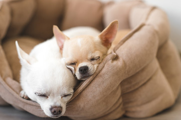 Two lovely, cute and beautiful domestic breed mammal chihuahua puppies friends lying, relaxing in dog bed. Pets resting, sleeping together. Pathetic and emotional portrait. Father and daughter photo.