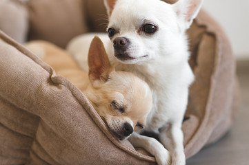Two lovely, cute and beautiful domestic breed mammal chihuahua puppies friends lying, relaxing in dog bed. Pets resting, sleeping together. Pathetic and emotional portrait. Father and daughter photo.