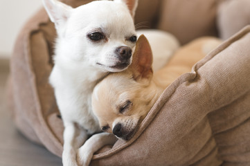Two lovely, cute and beautiful domestic breed mammal chihuahua puppies friends lying, relaxing in...