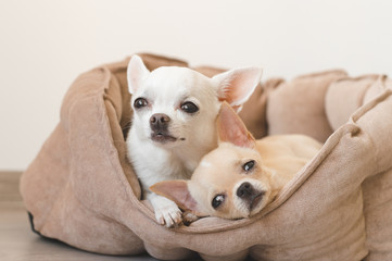 Two lovely, cute and beautiful domestic breed mammal chihuahua puppies friends lying, relaxing in dog bed. Pets resting, sleeping together. Pathetic and emotional portrait. Father and daughter photo.