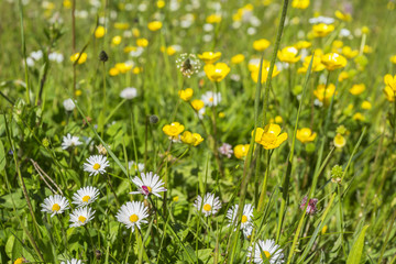 Daisies and buttercups on a summer meadow