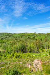 View of a woodland with a clearcut area