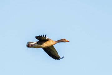 Greylag Goose flying in a blue sky