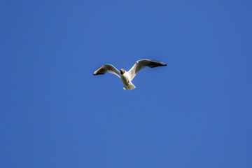 Fototapeta na wymiar Black-headed gull flying in the sky