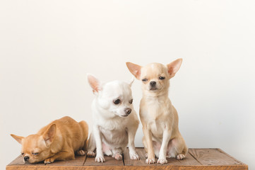 Three little , lovely, cute domestic breed mammal chihuahua puppies friends sitting and lying on wooden vintage box. Pets indoor together sleeping together. Pathetic soft portrait. Happy dog family.