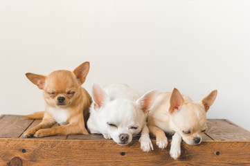 Three little , lovely, cute domestic breed mammal chihuahua puppies friends sitting and lying on wooden vintage box. Pets indoor together sleeping together. Pathetic soft portrait. Happy dog family.