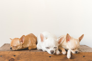 Three little , lovely, cute domestic breed mammal chihuahua puppies friends sitting and lying on wooden vintage box. Pets indoor together sleeping together. Pathetic soft portrait. Happy dog family.
