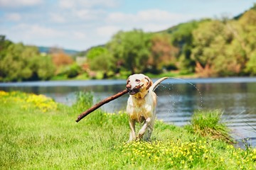 Happy dog with stick